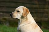 LABRADOR 1303